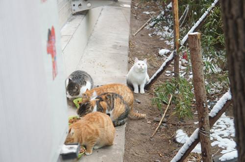 水上公园流浪猫“救助站”每天饭菜香喷喷！