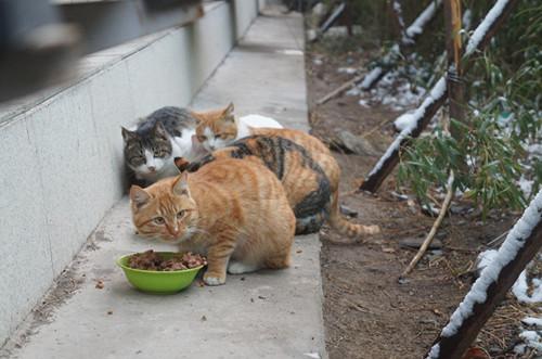 水上公园流浪猫“救助站”每天饭菜香喷喷！